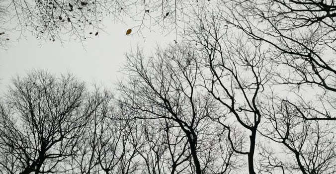 black and white photo of bare trees